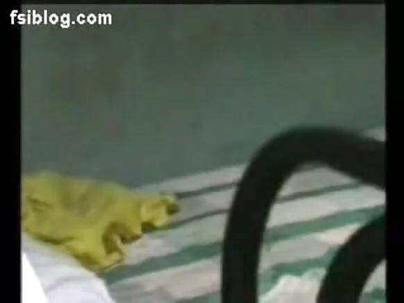 भारतीय भारतीय भारतीय सेक्सी डुरियस नोविओ फिल्म