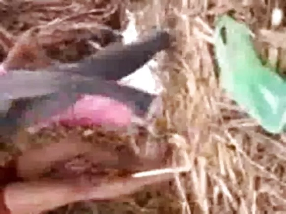 उत्तर भारत के हॉट लड़की अपना सेक्सी ब्लू हिंदी प्रेमी के संगे हमरा प्रेमी के खेत के मजा लेले